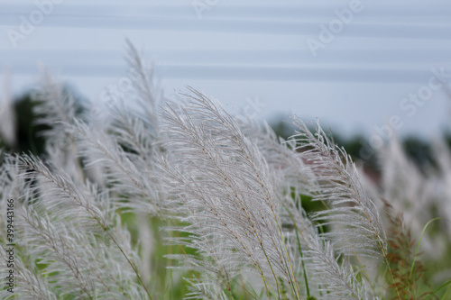 The reed flower was traveling on the side of the road.