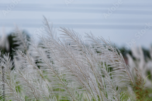 The reed flower was traveling on the side of the road.