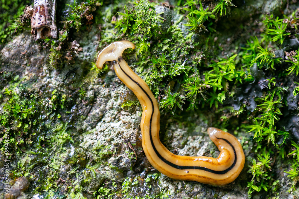 Hammerhead worm and green moss on rock Stock Photo Adobe Stock
