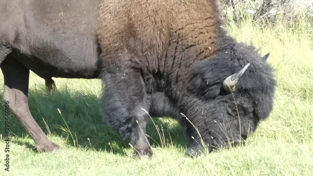 Bison grazing on grass close-up Bison grazing on grass close-up