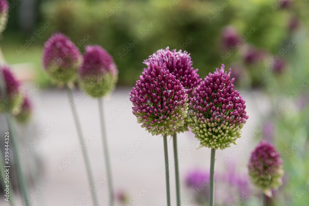 Obraz premium Hardy Drumstick Allium - Flowering Garlic