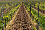 
Vineyards in Rheinhessen in spring