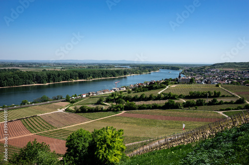 Vineyards in Rheinhessen in spring photo