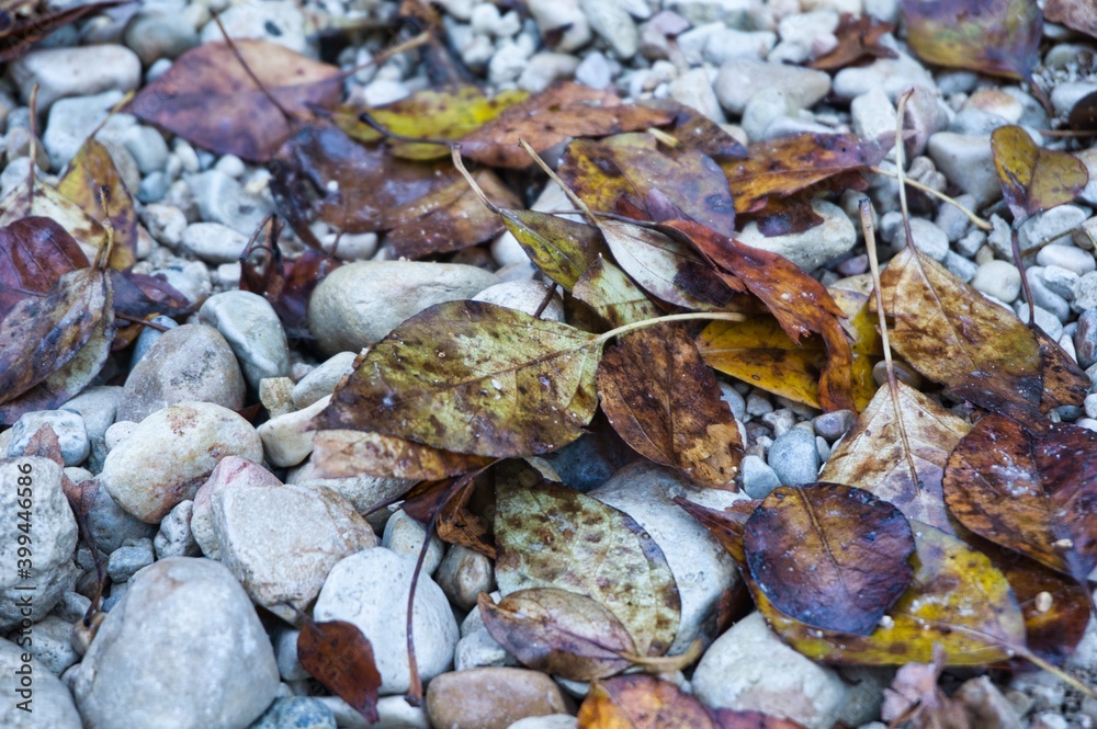 Vestigios de otoño, hojas caidas. Vestigios de otoño, hojas caidas.