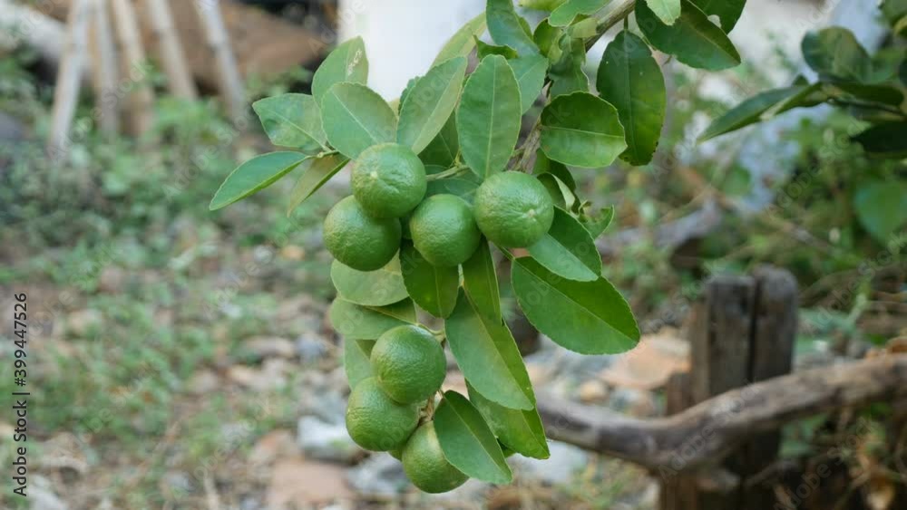 Lime green tree hanging from the branches of it Lime green tree hanging from the branches of it