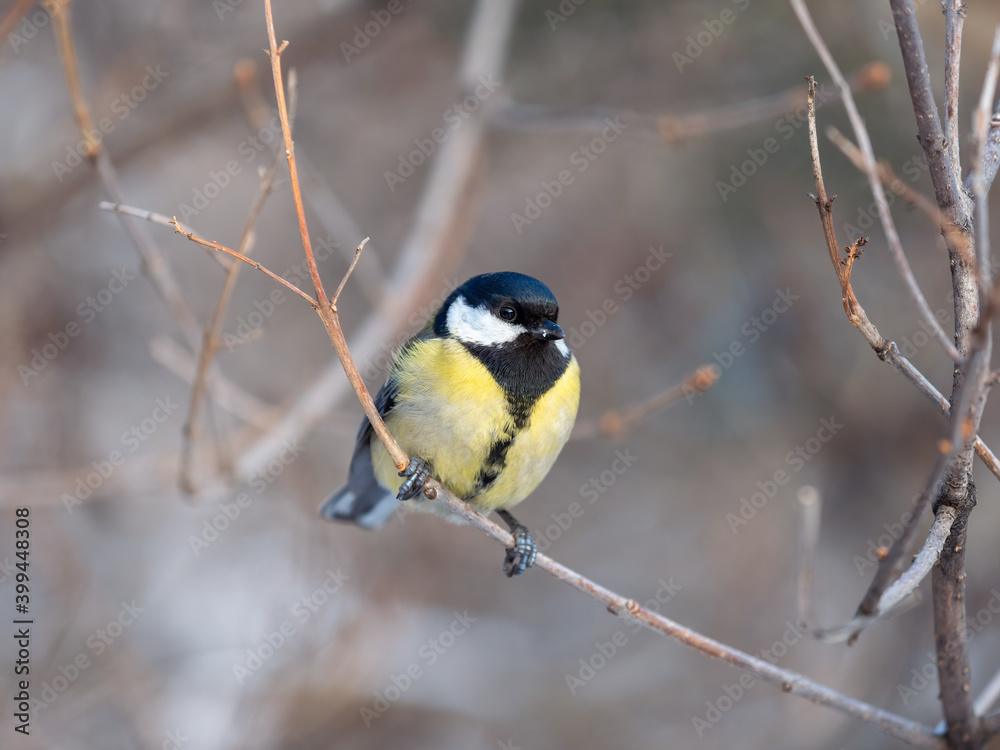 Naklejka premium Cute bird Great tit, songbird sitting on a branch without leaves in the autumn or winter.