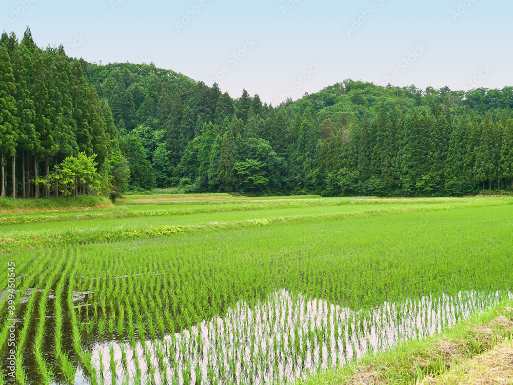 里山の水田と新緑の山 里山の水田と新緑の山