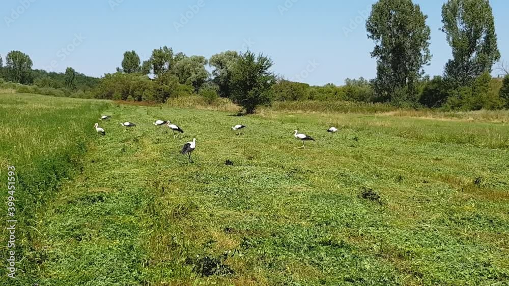 Storks Foraging On Lush Lucerne Field On A Sunny Day - wide shot Storks Foraging On Lush Lucerne Field On A Sunny Day - wide shot
