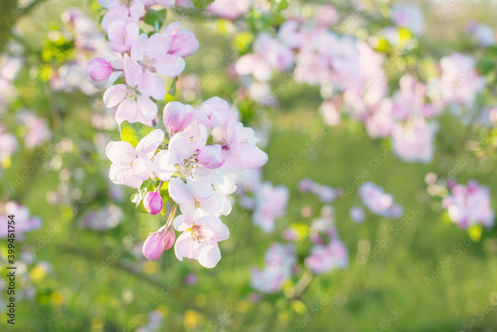 pink and white apple flowers in sunlight outdoor pink and white apple flowers in sunlight outdoor