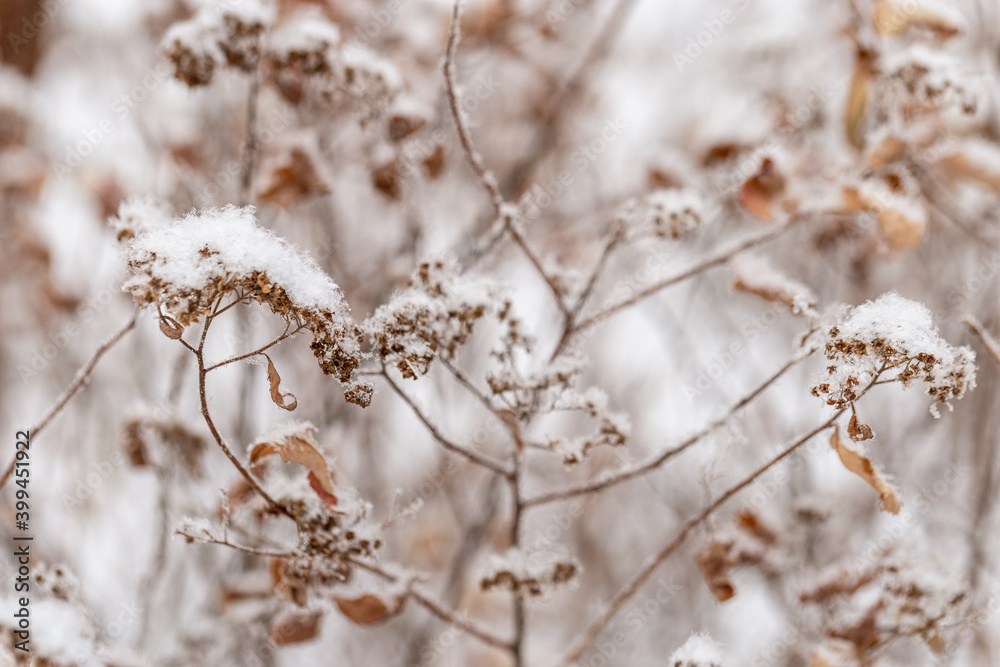 Frozen plants. Calm natural winter background. Sunny winter day. Restrained beauty of nature, trend colors.