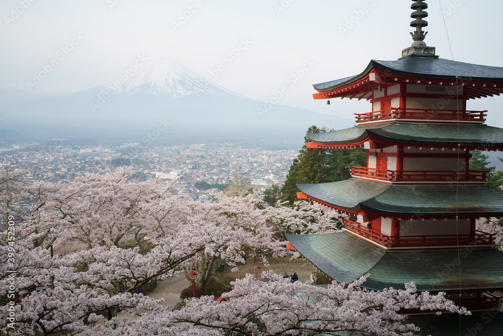 Cherry blossoms in full bloom, Fujiyoshida City and Mt. Fuji seen from Arakurayama Sengen Park 
in the early morning