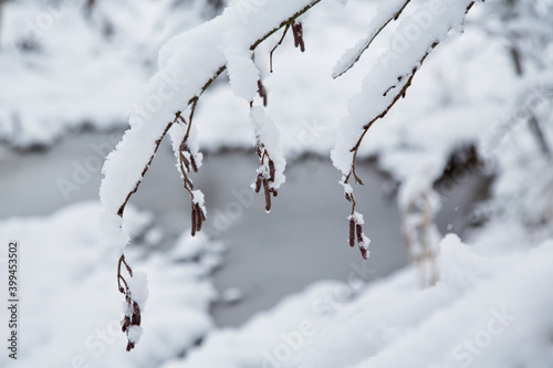 tree branches with snow on the background of snowdrifts on a winter day
