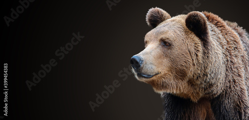 Predator, portrait of a brown bear.