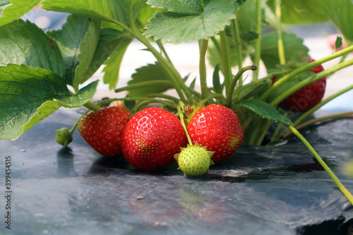 strawberry in bedugul tabanan bali