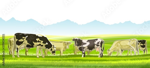 A herd of cows grazes among the rural hills. Pastures. Meadows and fields. Rustic village landscape. Farm work. Isolated on white background.  Vector