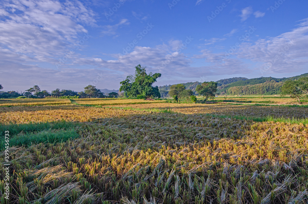 Beautiful rice field in harvesting season in the Thailand