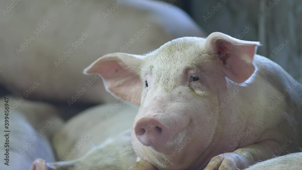 Medium-sized pigs eat and rest on a pig farm