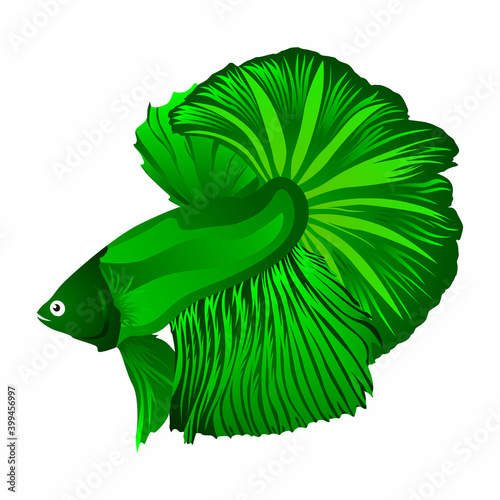 Vector green betta fish on white background. Vector illustration. Mojokerto, December 15th.
