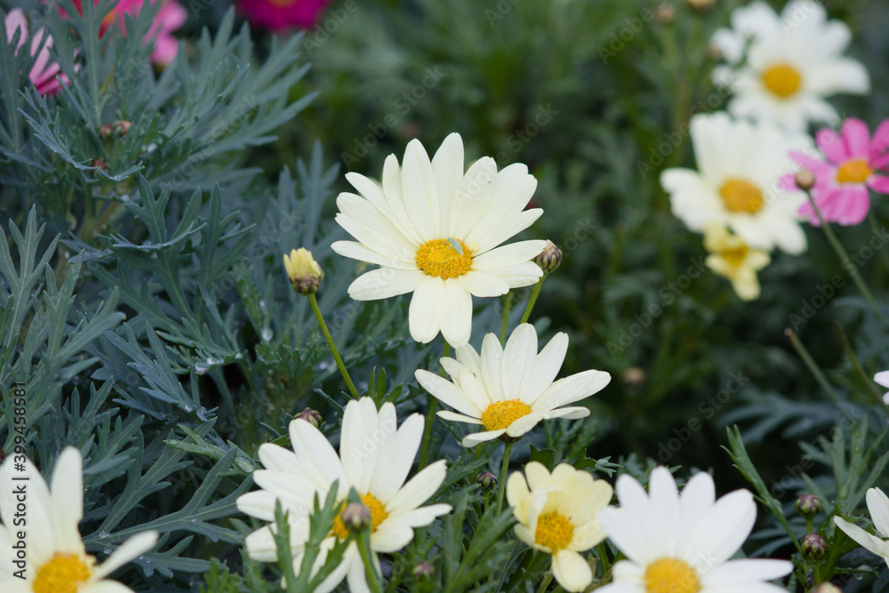 Fototapeta premium 白色のアスターの花。White asters are in bloom. 