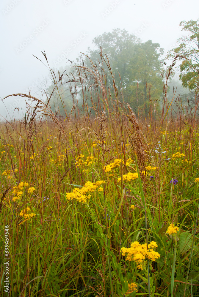515-70 Goldenrod Fog, Morton Arboretum