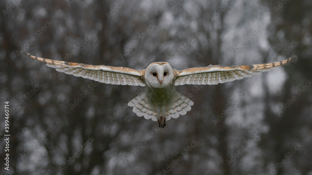 Beautiful Barn owl (Tyto alba) in flight before attack, with open wings,  autumn background. Action wildlife scene from nature in the Netherlands.  Stock-Foto | Adobe Stock