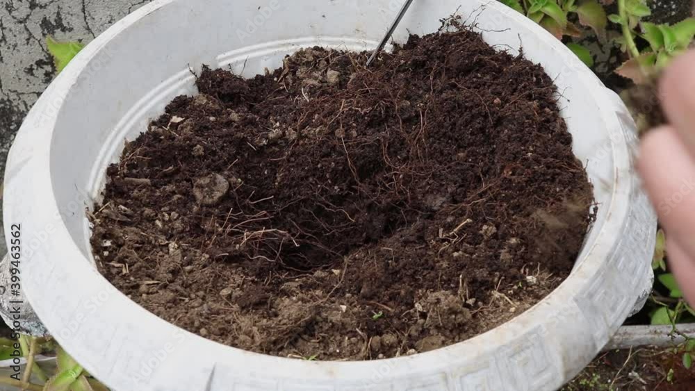 Siembra de albahaca italiana en maceta