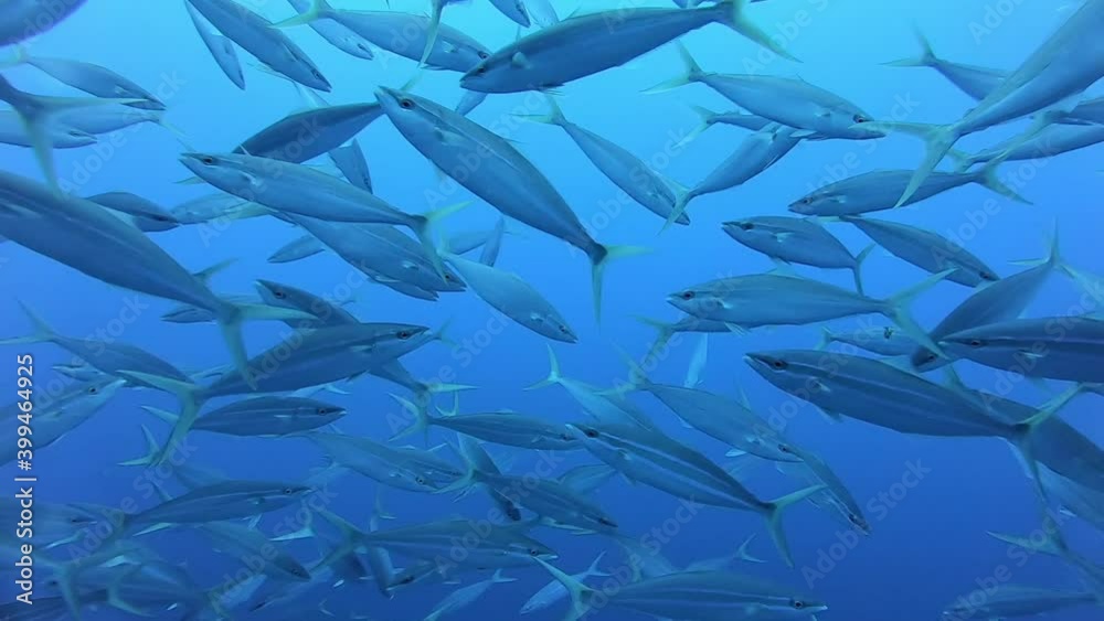 School of tuna tunny fish on the blue background of ocean sea under water underwater in search of food. Diving in world of colorful beautiful wildlife of corals reefs in Maldives. Slow motion shot.
