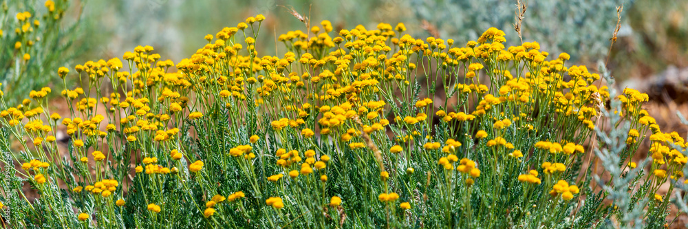 Yellow flower of Tanacetum vulgare or Tansy in natural background. Medicinal plants in the garden