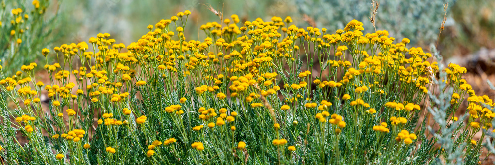 Yellow flower of Tanacetum vulgare or Tansy in natural background. Medicinal plants in the garden Yellow flower of Tanacetum vulgare or Tansy in natural background. Medicinal plants in the garden