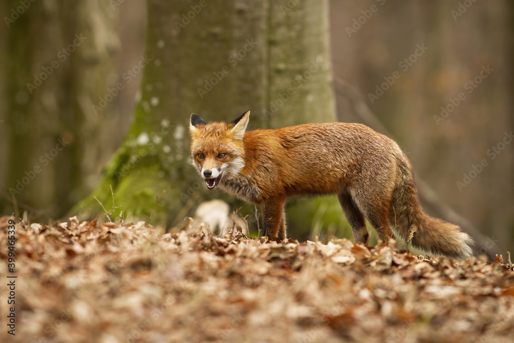 Angry red fox, vulpes vulpes, standing in the dry foliage. Dominant predator with fluffy fur and big tail hunting in its natural habitat. Adult mammal feeling threatened. Alert animal in danger. Angry red fox, vulpes vulpes, standing in the dry foliage. Dominant predator with fluffy fur and big tail hunting in its natural habitat. Adult mammal feeling threatened. Alert animal in danger.