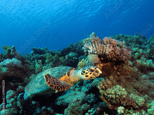 A Hawksbill turtle Eretmochelys imbicata on a beautiful coral reef