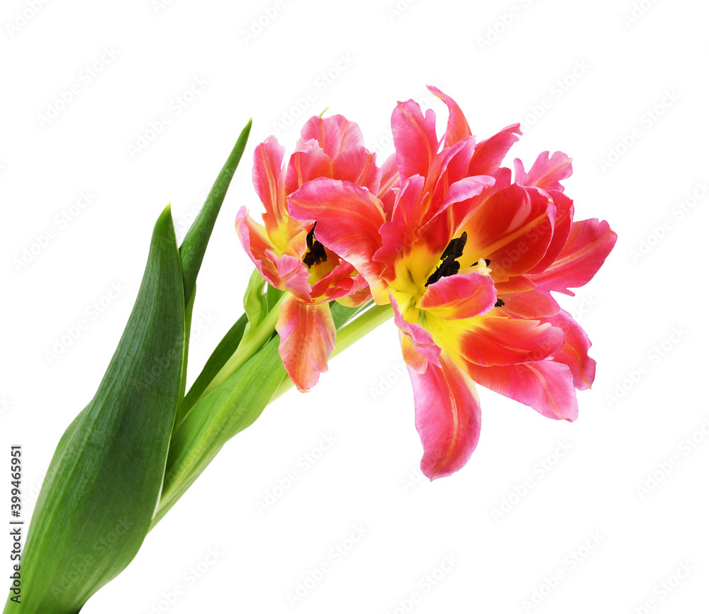 Coral and yellow tulip flower and bud