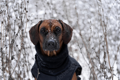 Brown dog Rhodesian Ridgeback winter portrait with Snow White background