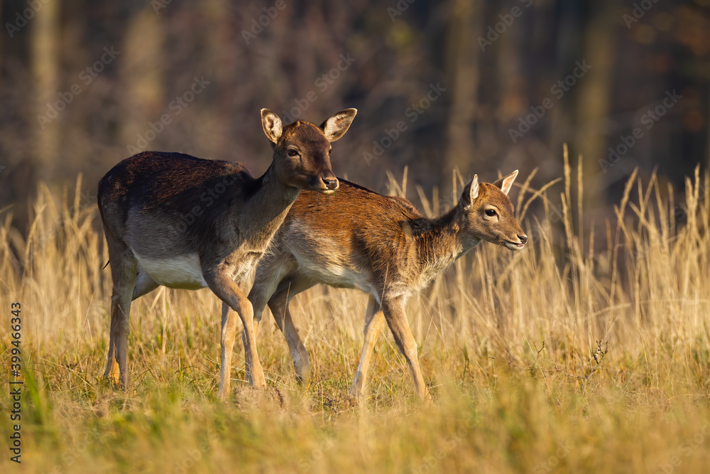 Family fallow deer, dama dama, walking on field in autumn nature. Two female mammals going on meadow in fall. Young hind with mother looking on dry grassland. Family fallow deer, dama dama, walking on field in autumn nature. Two female mammals going on meadow in fall. Young hind with mother looking on dry grassland.