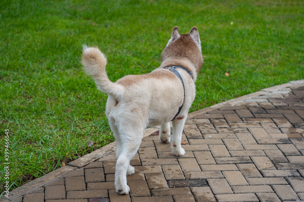 Rear view photo of beautiful Siberian husky dog 