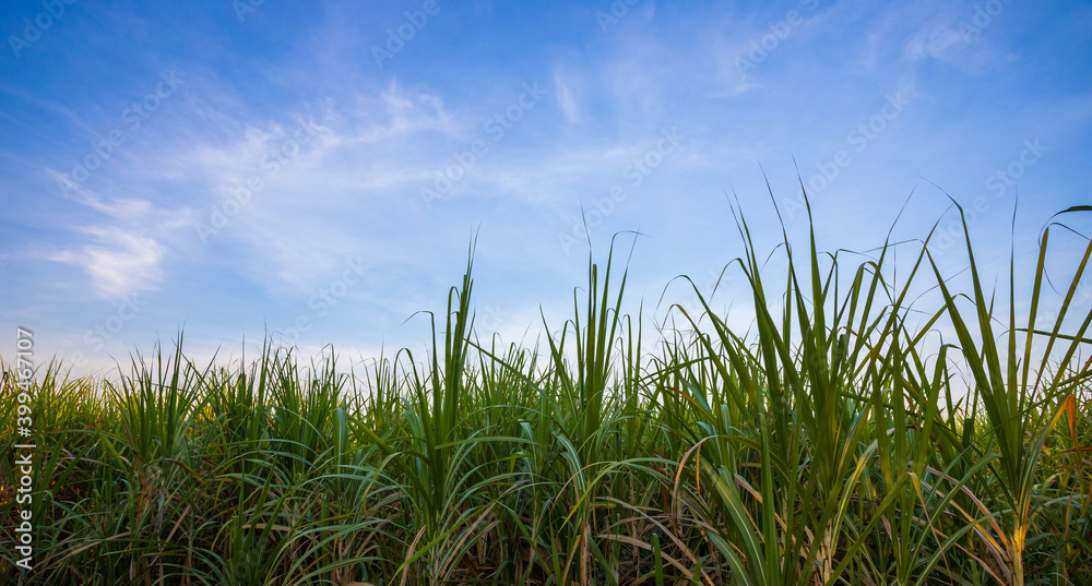 Green cane in bright blue sky, nature landscape background Green cane in bright blue sky, nature landscape background