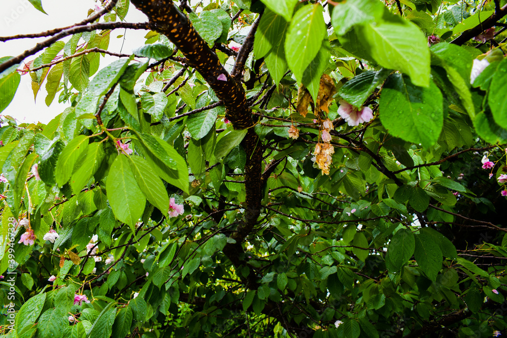 green leaves in the garden green leaves in the garden