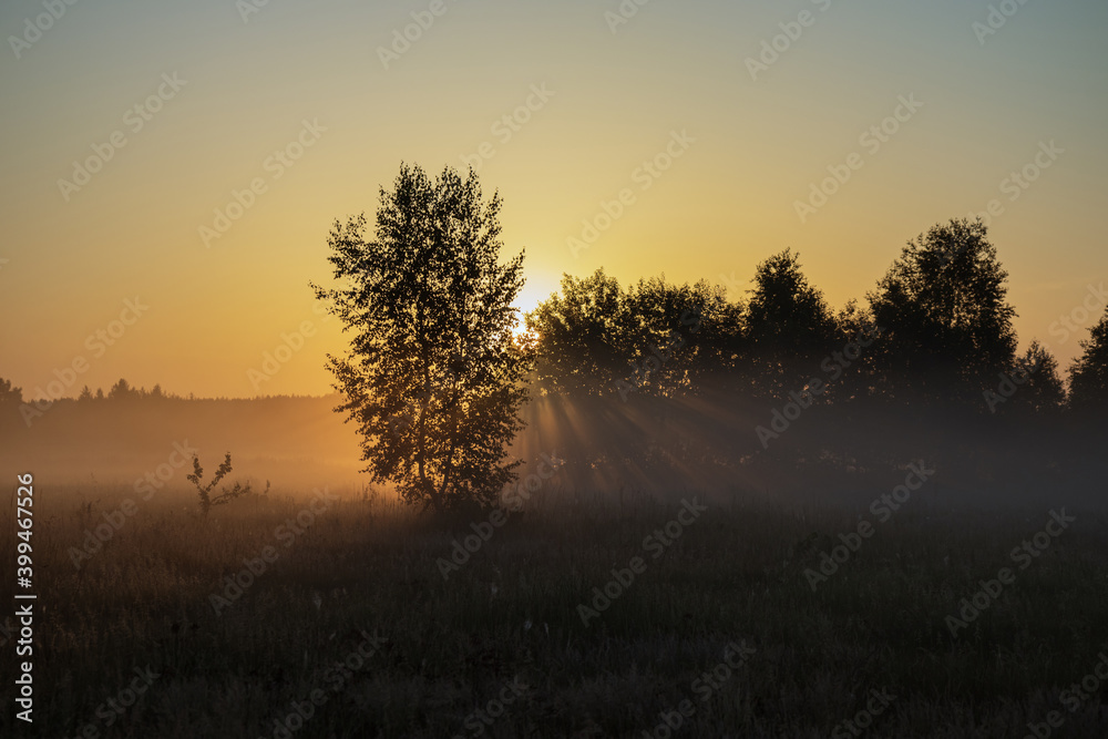 Early morning scenery in a field in the late summer. The sun rays cuts through the trees and heavy fog Early morning scenery in a field in the late summer. The sun rays cuts through the trees and heavy fog