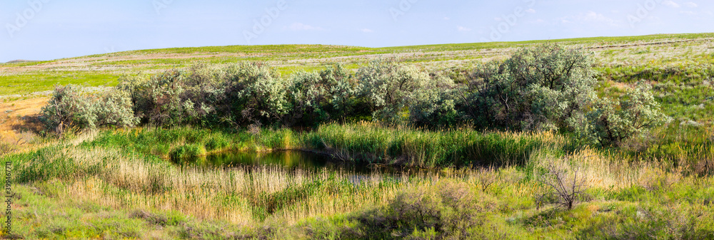 View of oasis in semi desert or steppe area with lake, trees and green grass