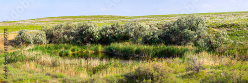 View of oasis in semi desert or steppe area with lake, trees and green grass photo