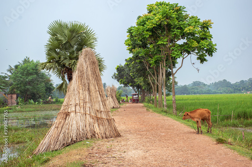 Jute plant stems laid for drying in the sun beside a village road. Jute is a sustainable natural fiber that is widely used in the textile industry. photo
