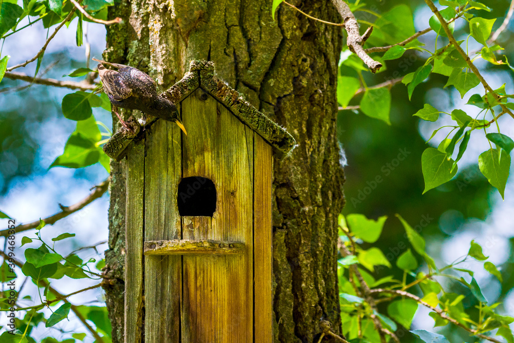 Starling at the entrance to the wooden starling house or birdhouse Starling at the entrance to the wooden starling house or birdhouse