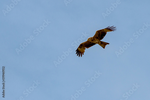 Predator bird in a blue sky