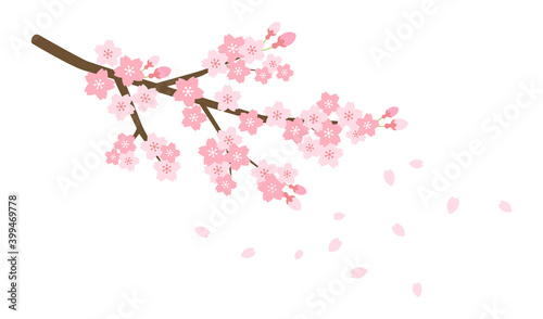 桜の枝