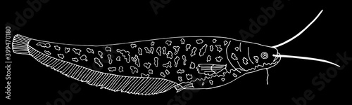 Catfish hand drawn. White contour of fish on black background. Vector illustration.