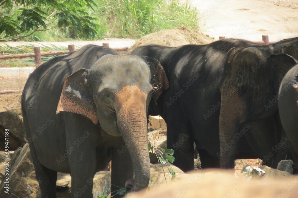 Sri Lankan Wild Life. Elephant