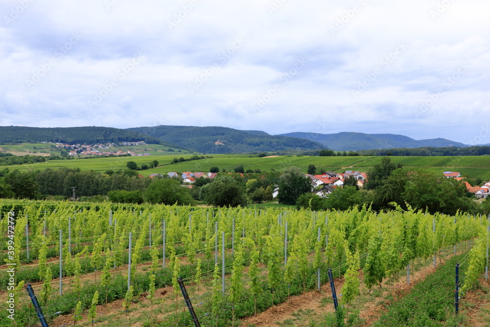 View from the vineyards to a small village on the german wine route in the palatinate