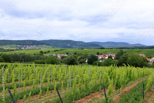 View from the vineyards to a small village on the german wine route in the palatinate