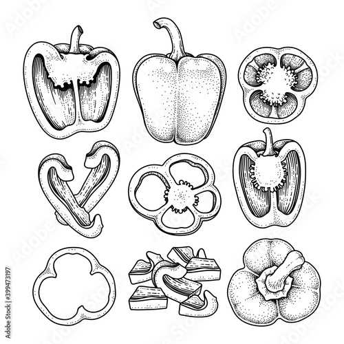 Set of bell pepper hand drawn elements botanical illustration