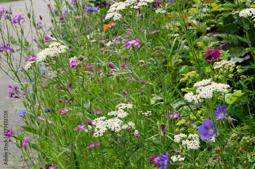 urban greening  strip of wild meadow flowers on the road side  nature in an urban setting